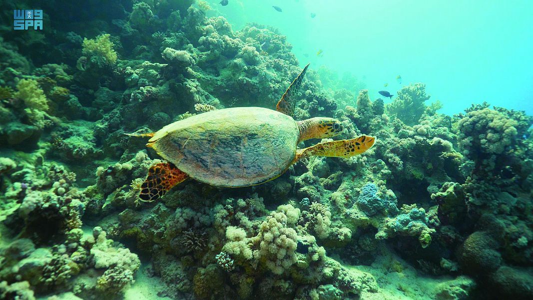 "البحر الأحمر الدولية" تصدر تقريرها السنوي الثاني للاستدامة والتزامها بالحوكمة البيئية والاجتماعية