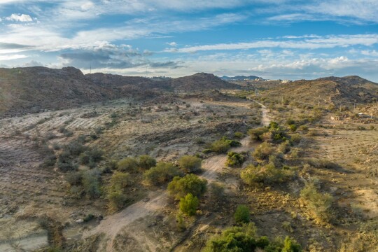 نحو 650 ألف شجرة لتنمية الغطاء النباتي في عدة مواقع بمنطقة مكة المكرمة