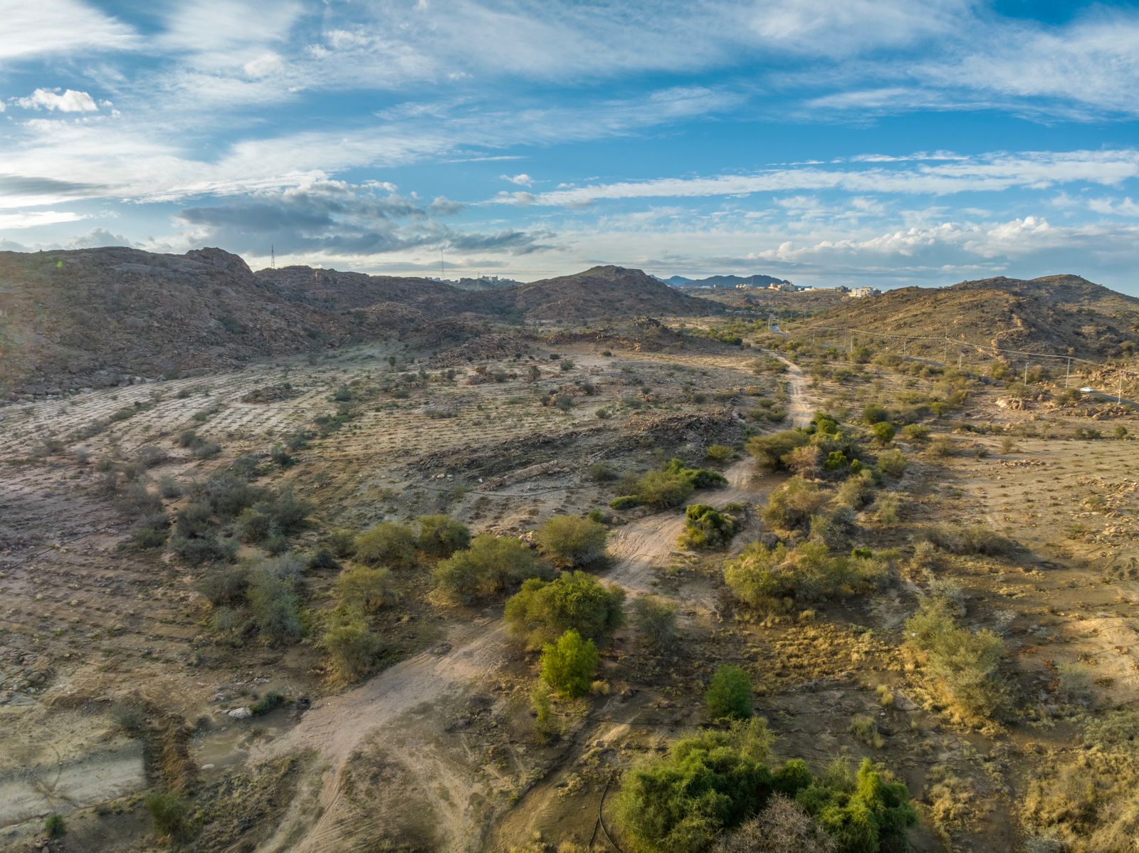 نحو 650 ألف شجرة لتنمية الغطاء النباتي في عدة مواقع بمنطقة مكة المكرمة