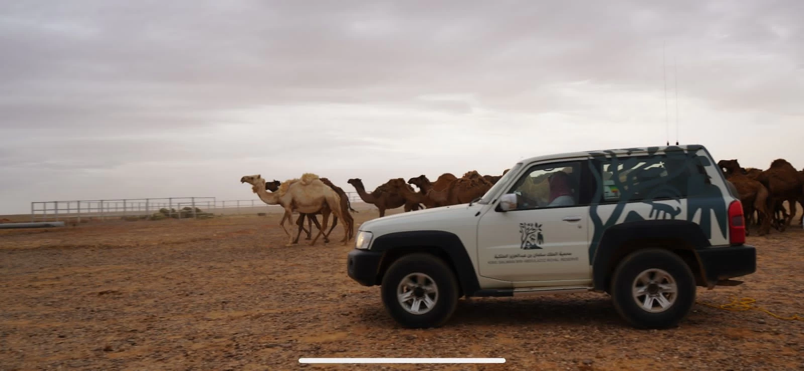 هيئة تطوير محمية الملك سلمان بن عبدالعزيز الملكية تخرج الإبل السائبة من منطقة حرة الحرة