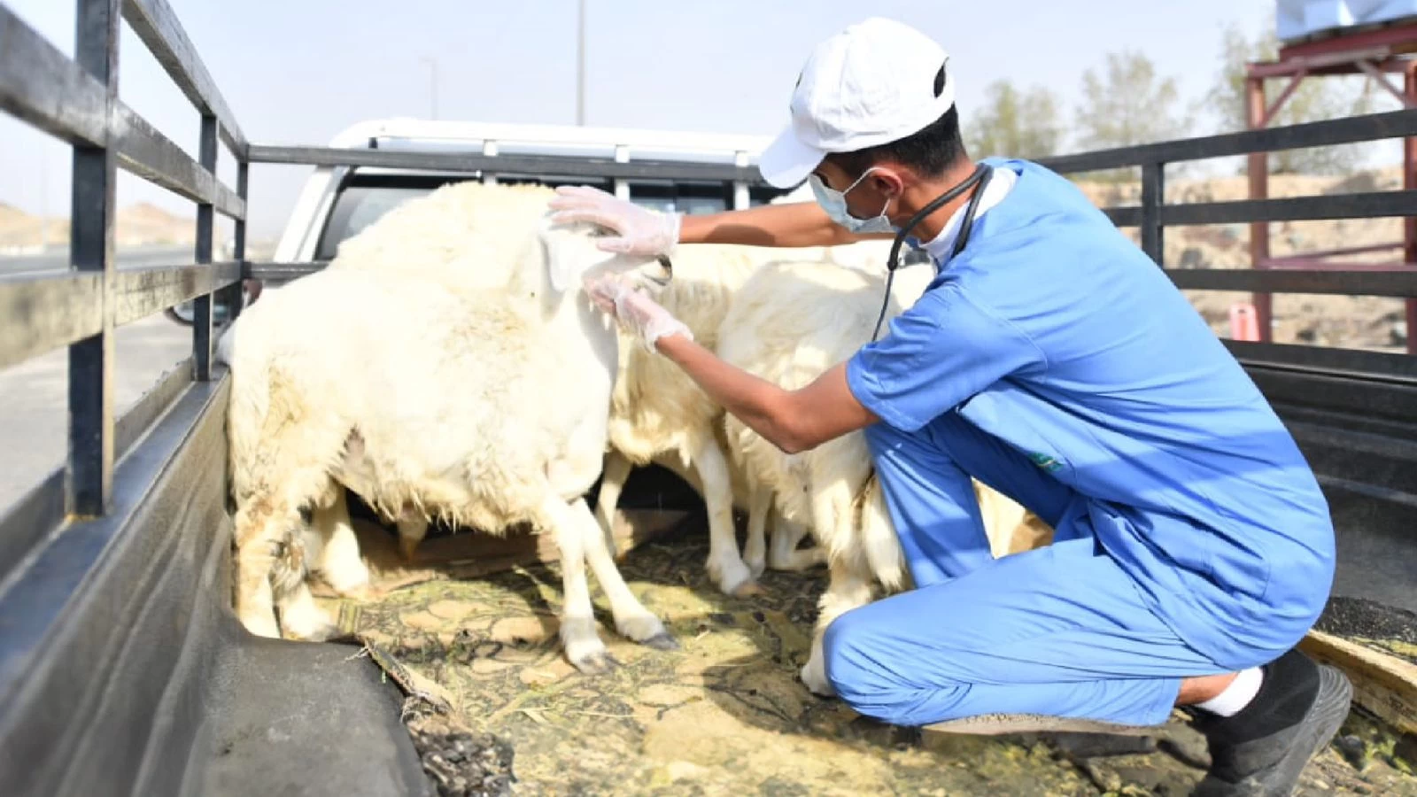 "البيئة": وصول أكثر من مليوني رأس من الماشية إلى ميناء جدة الإسلامي خلال موسم الحج