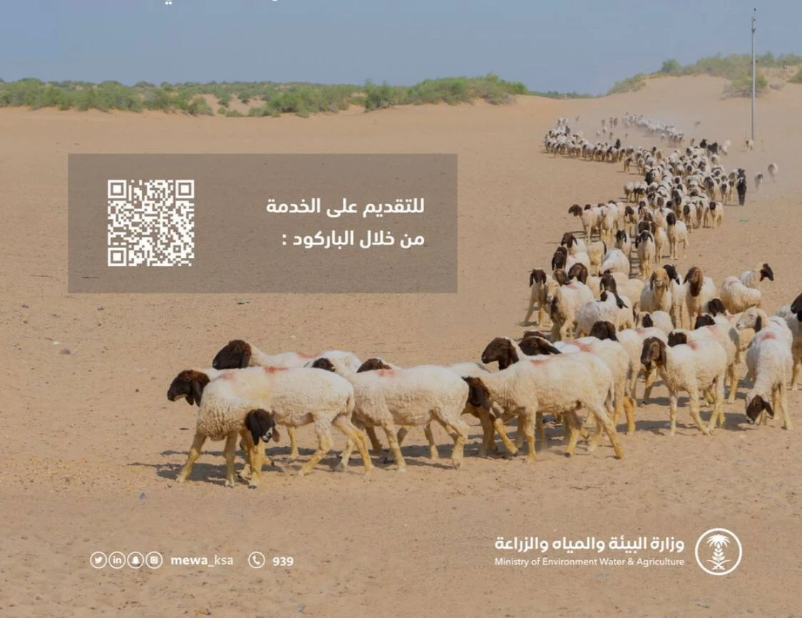 "البيئة": الشهر الأخير لعودة المواشي المملوكة لغير السعوديين إلى دولهم