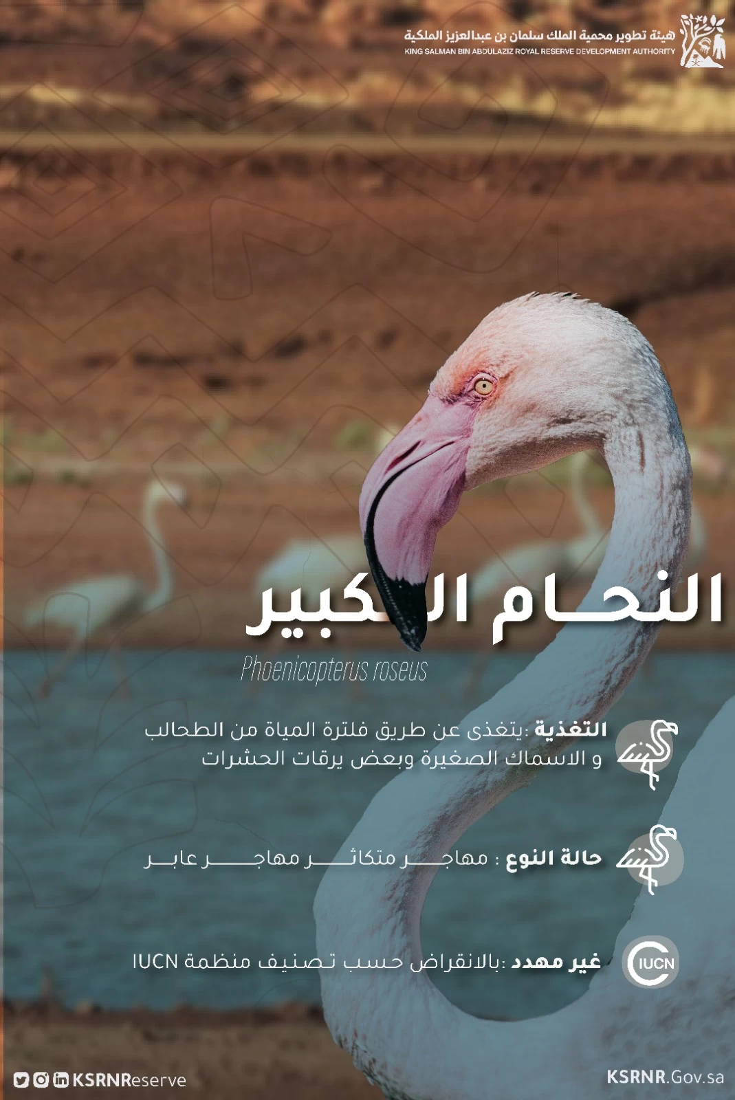 هيئة تطوير محمية الملك سلمان بن عبدالعزيز الملكية ترصد نوعين جديدين من الطيور داخل حدودها بـ 288 نوعاً وبنسبة 57% من إجمال الطيور المسجلة في المملكة