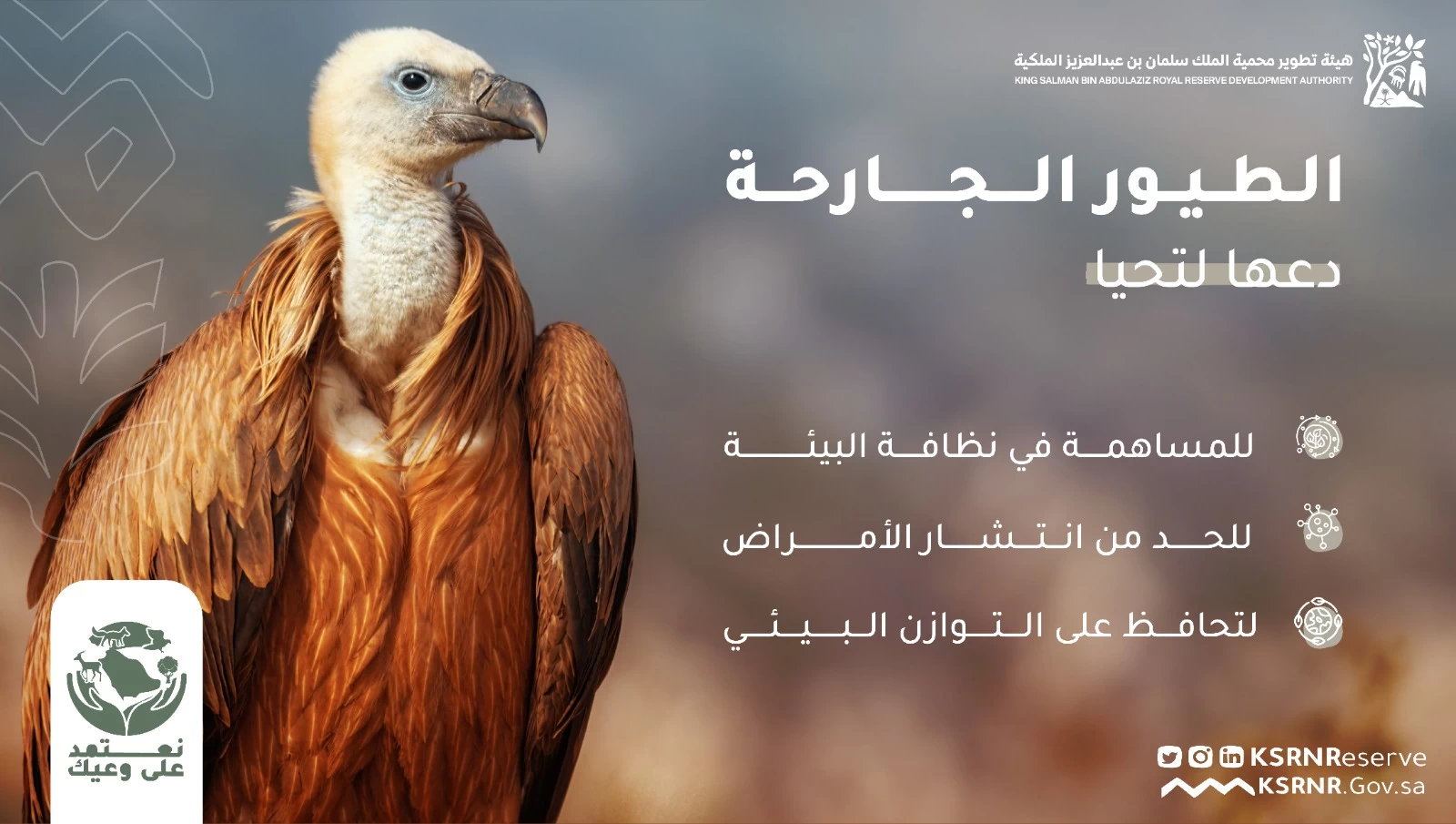 هيئة تطوير محمية الملك سلمان بن عبدالعزيز الملكية تعزز الوعي بالتوازن البيئي من خلال حملة“ نعتمد على وعيك 