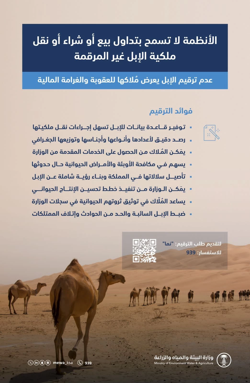 "البيئة": الأنظمة لا تسمح بتداول بيع أو شراء أو نقل ملكية الإبل غير المرقمة