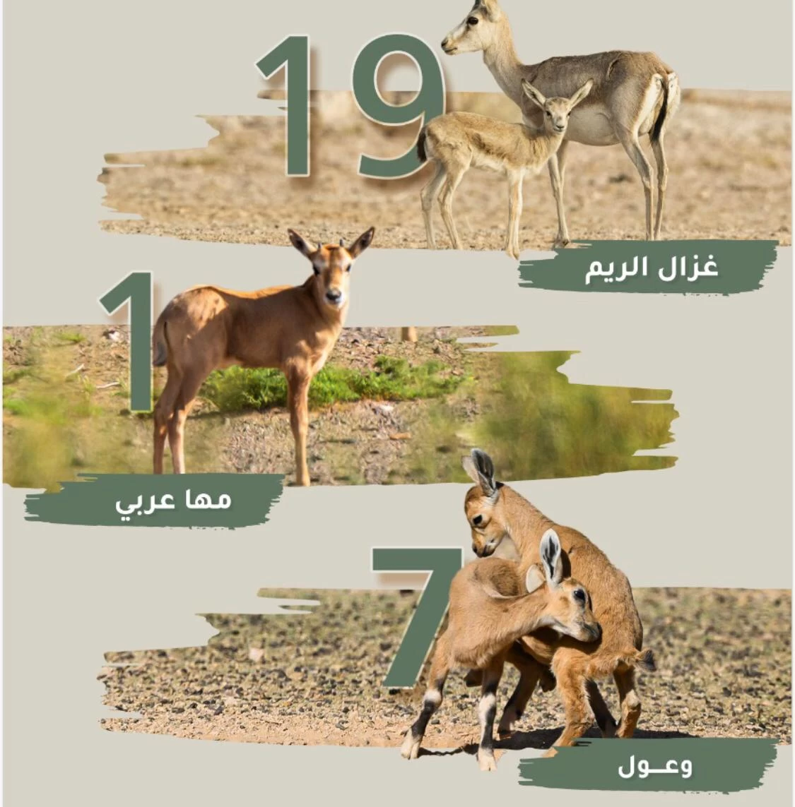 "٢٧" ولادة للمها و الوعل و غزال الريم في محمية الملك سلمان بن عبدالعزيز الملكية