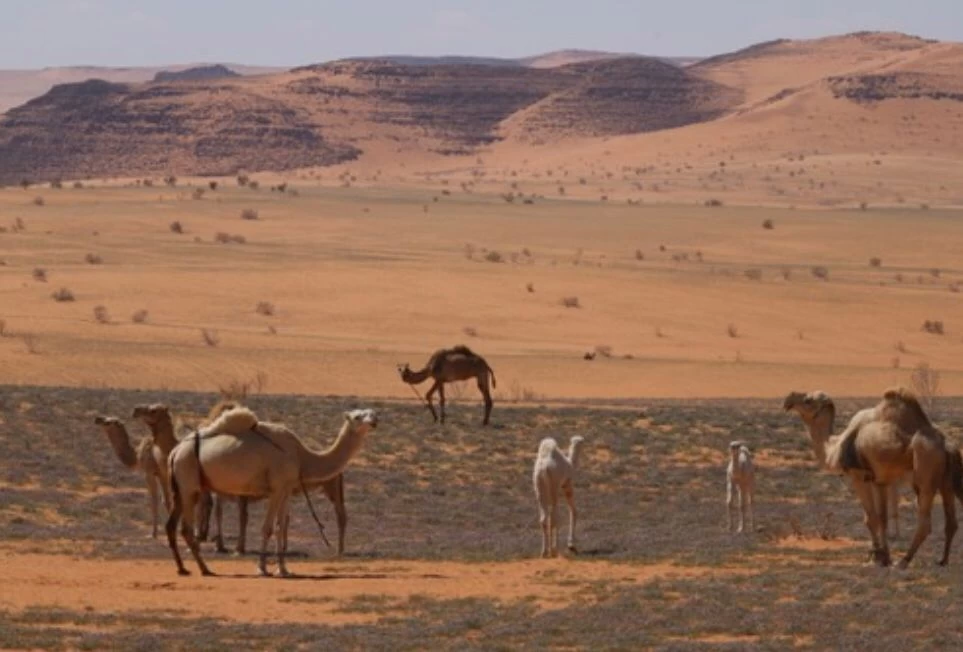 هيئة تطوير محمية الملك سلمان الملكية تسعى لحماية الغطاء النباتي والحياة الفطرية من الماشية السائبة 