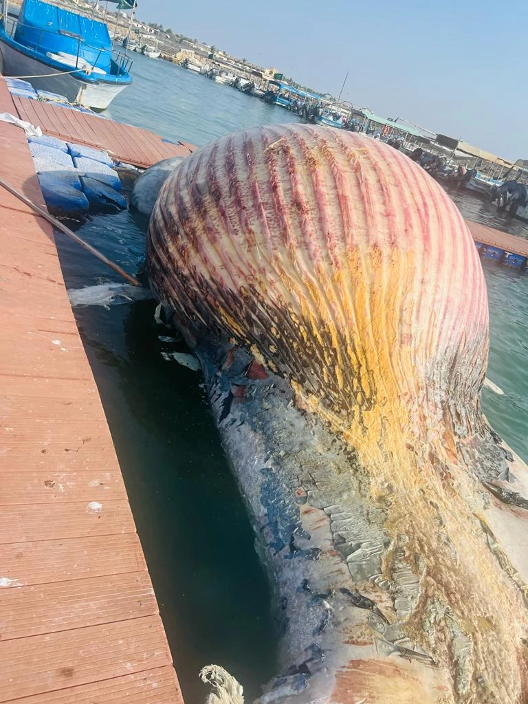 نفوق حوت ضخم بشواطئ محافظة جزر فرسان التابعة لمنطقة جازان 