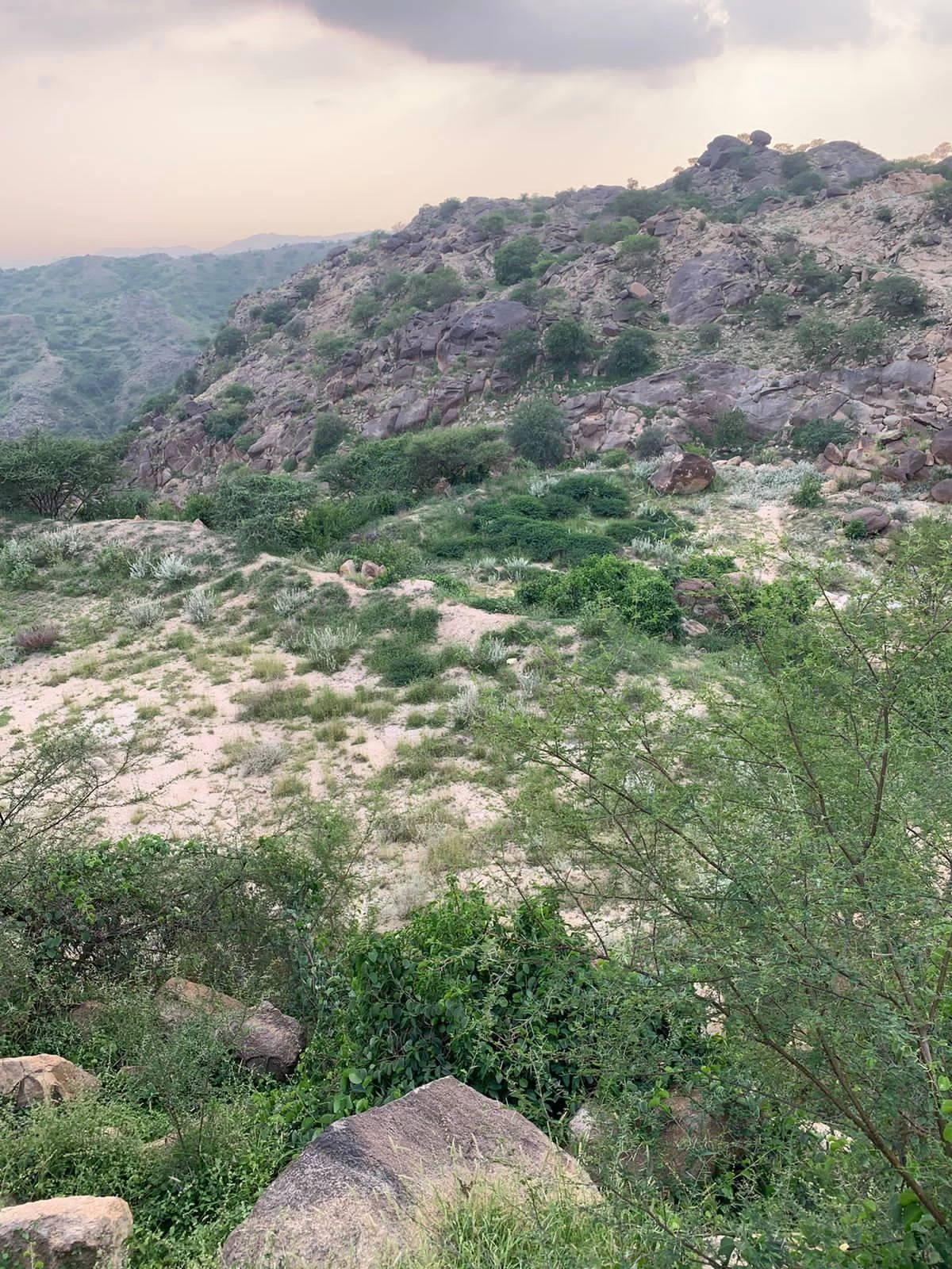 رغم صعوبة المكان الهلال الأحمر ينقذ طفل تعرض للدغة بالمروحية الإسعافية
