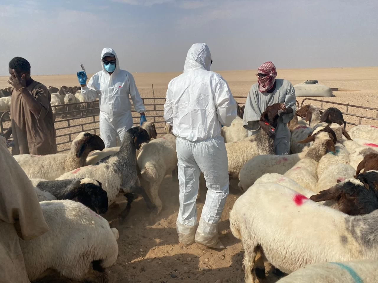 تحصين أكثر من.481.287 ألف رأس من الماشية ضد مرض الحمى القلاعية حفرالباطن
