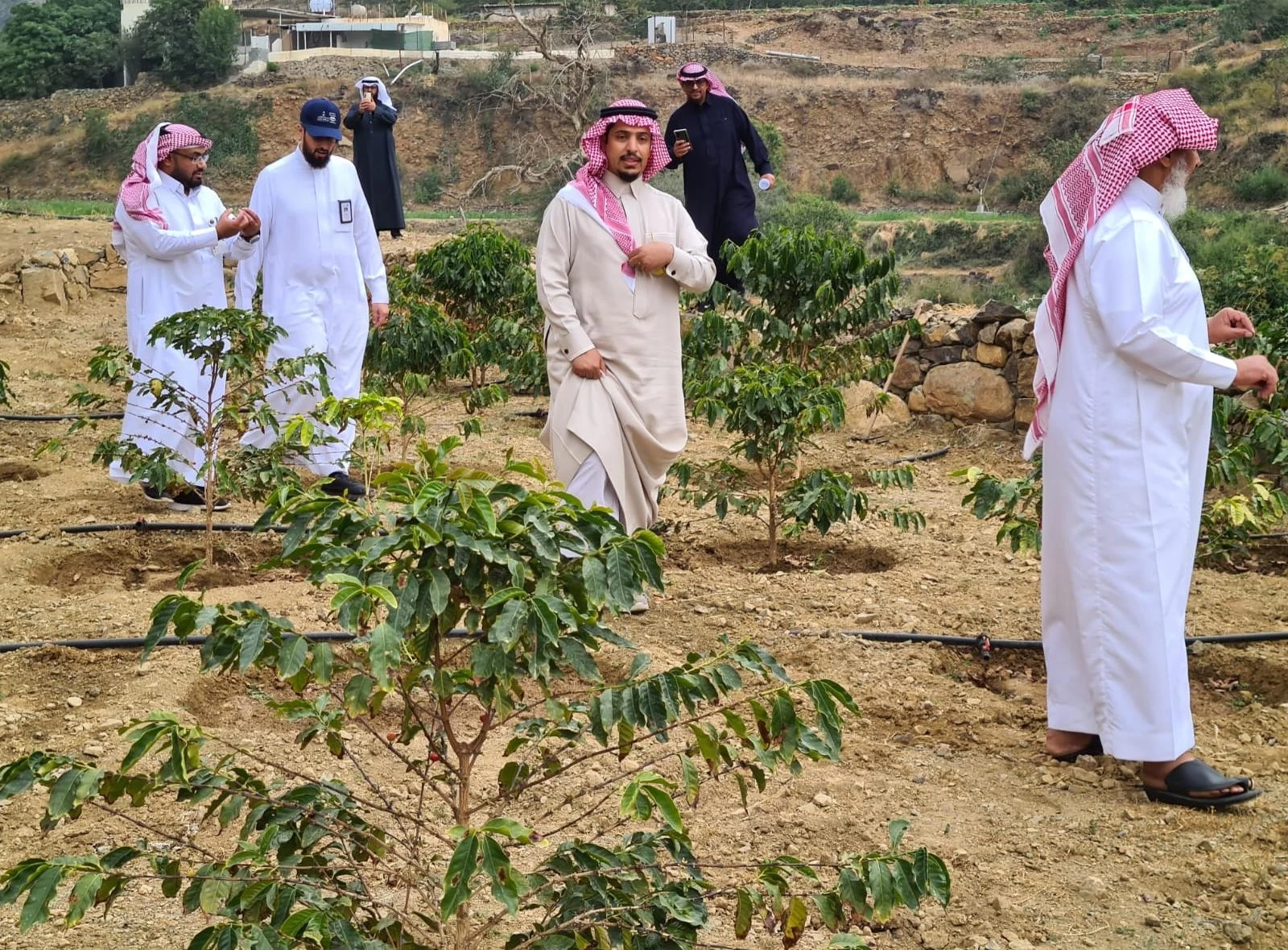 آل مجثل يزور مزارع" البن " بقرى ريدة بعسير 