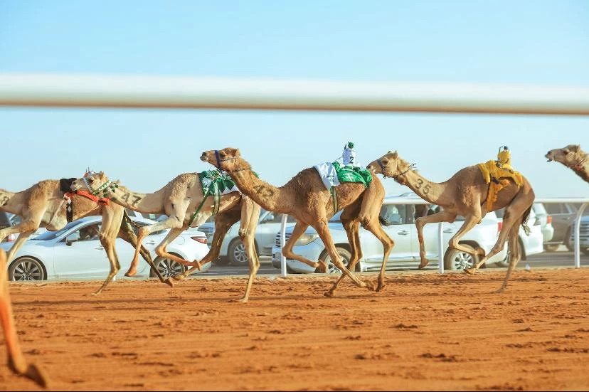 بحضور فهد بن جلوي .. انطلاق مهرجان خادم الحرمين الشريفين للهجن