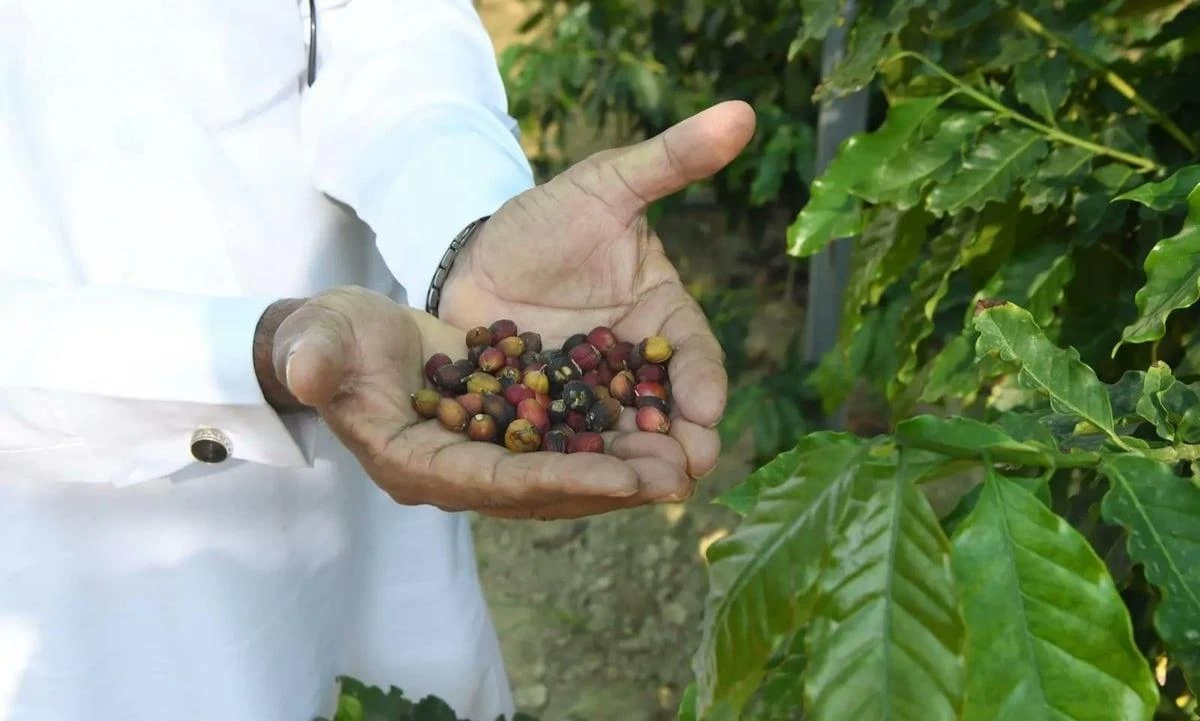 نجاح أول مبادرة لزراعة البن بظهران الجنوب 