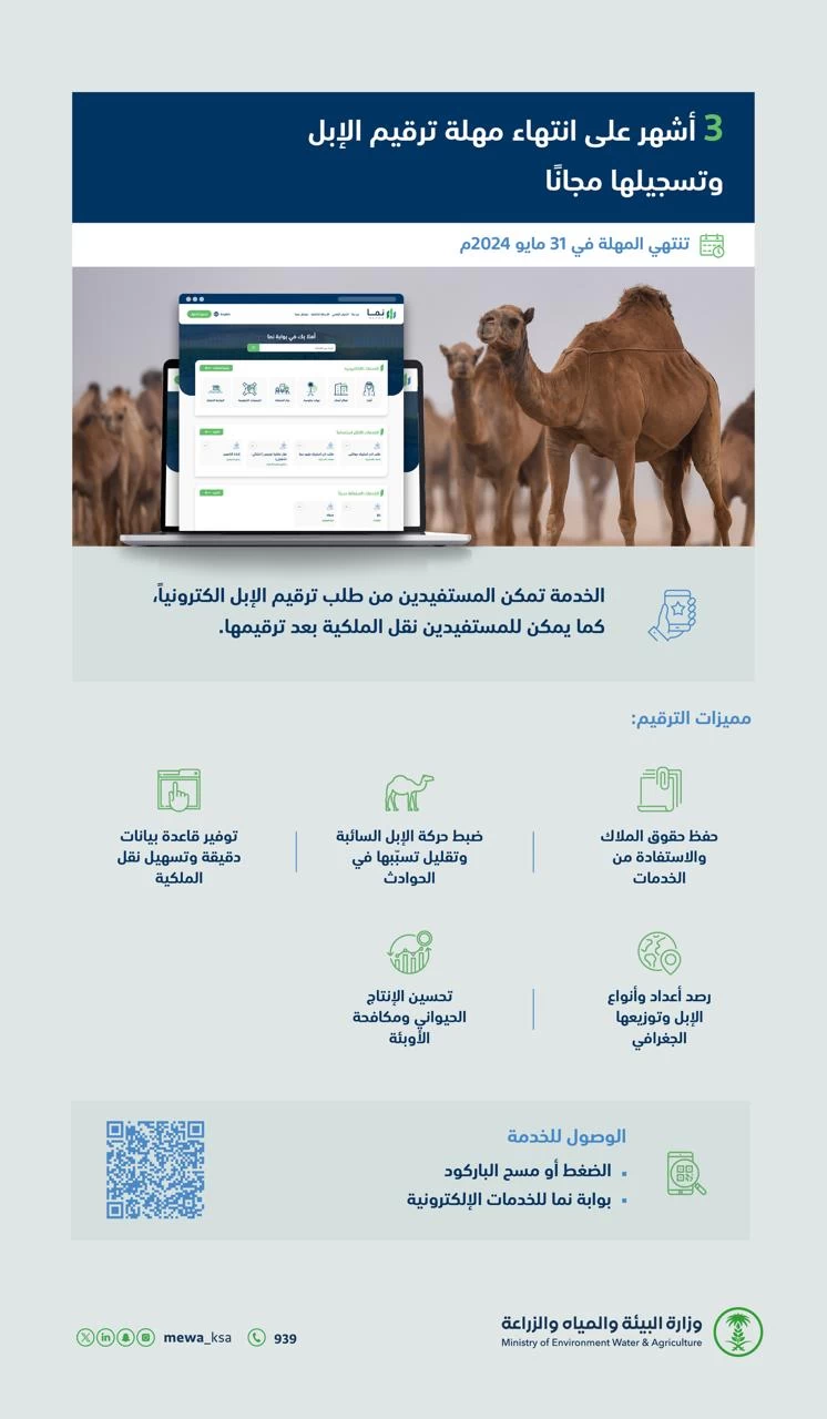 "البيئة": ترقيم الإبل يسهم في ضبط حركتها السائبة ويُقلّل تسبّبها في الحوادث المرورية