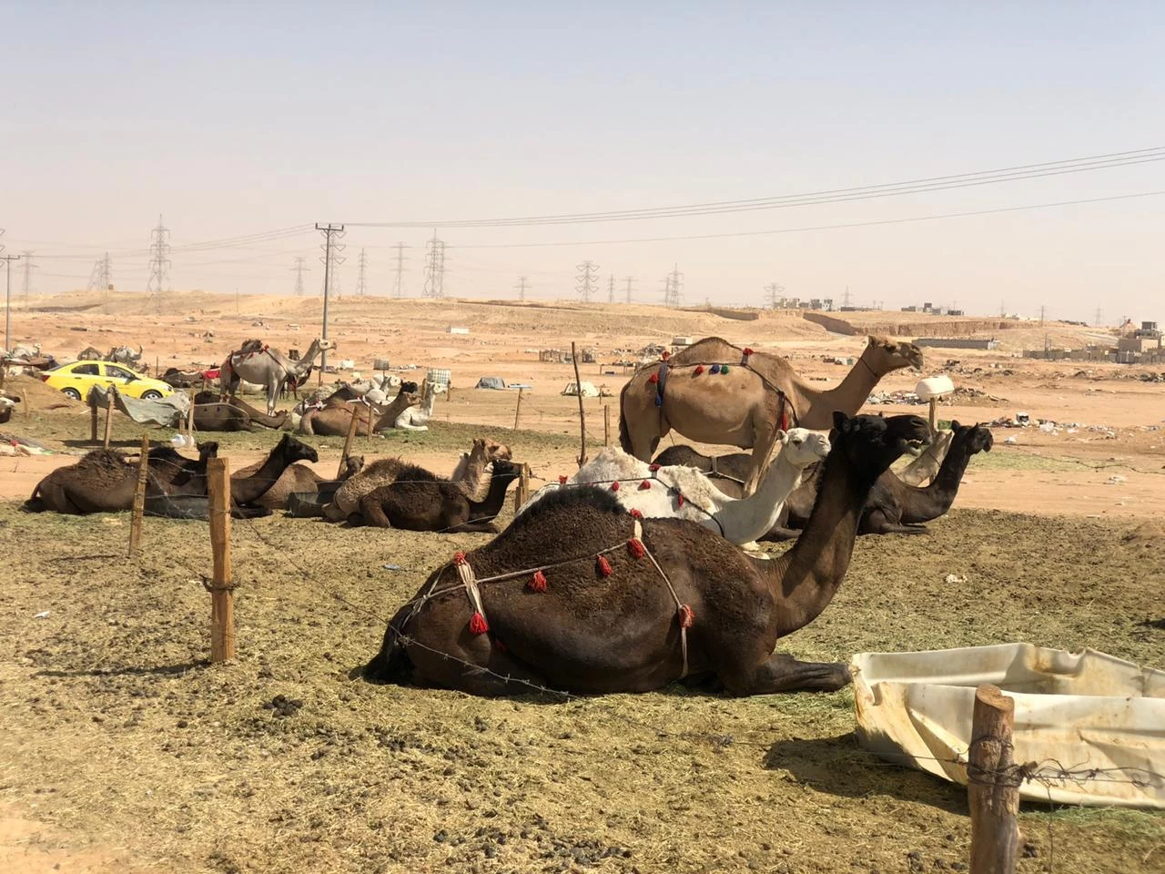 مع اقتراب مهلة الترقيم .. حملة مشتركة لملاحقة الإبل السائبة 