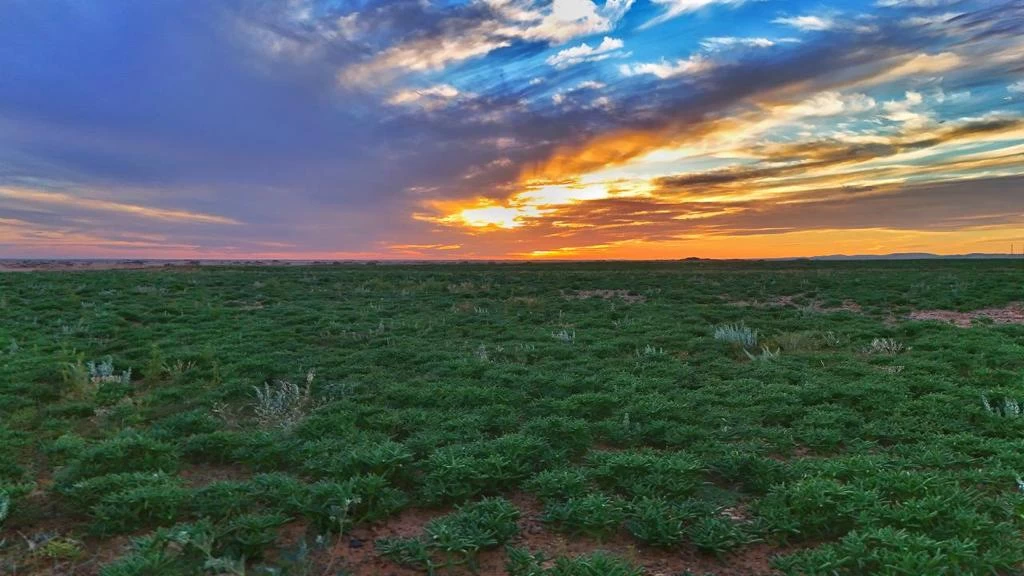 هيئة تطوير محمية الملك سلمان بن عبدالعزيز الملكية تنشر مساهماتها البيئية
