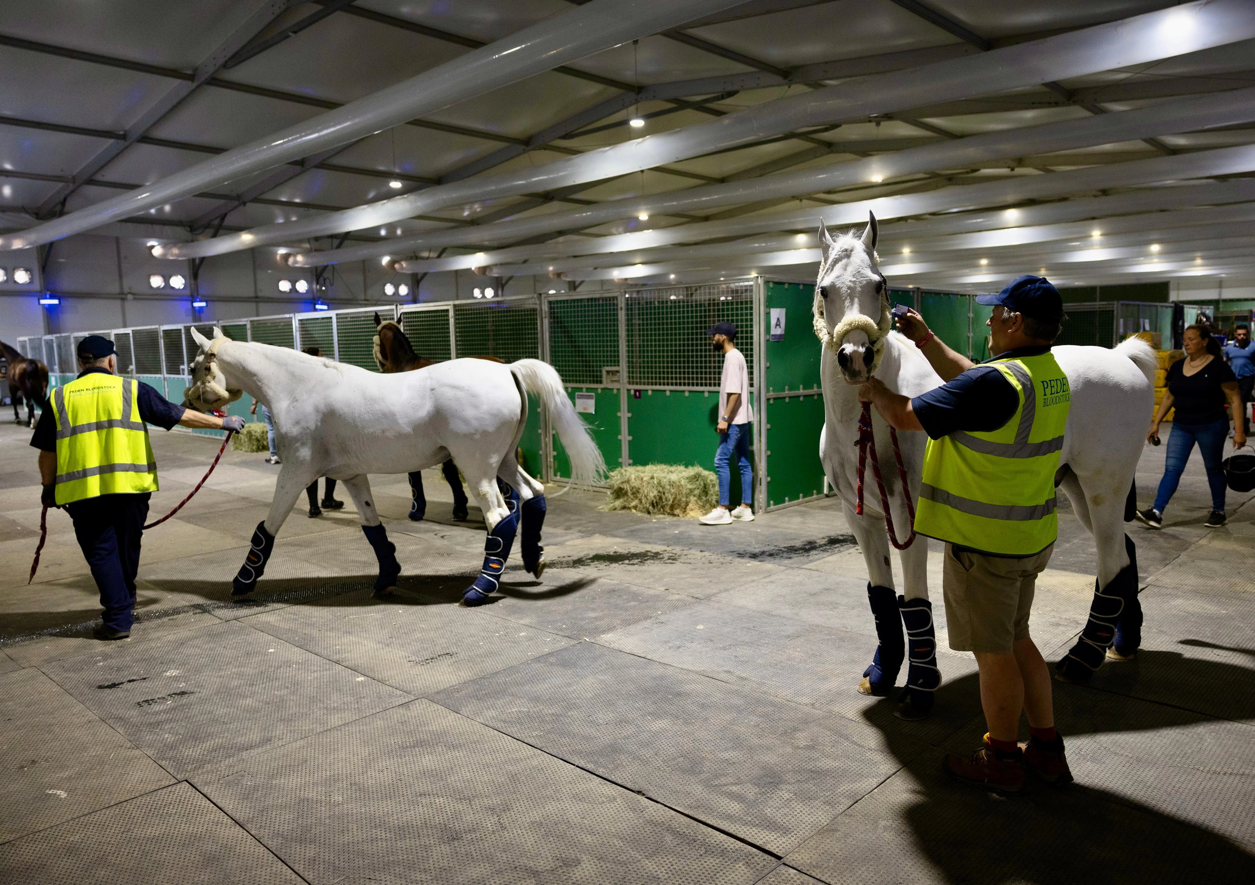 وصول جياد كأس العالم لقفز الحواجز والترويض الى الرياض