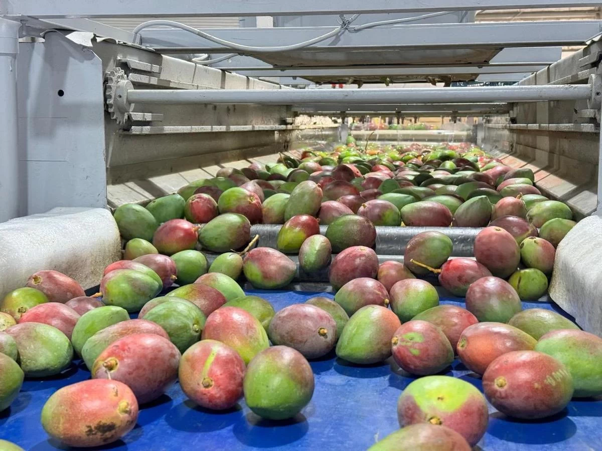 "جازان" تُصدِّر أول براد يزن 24 طن مانجو من أراضيها إلى الأردن