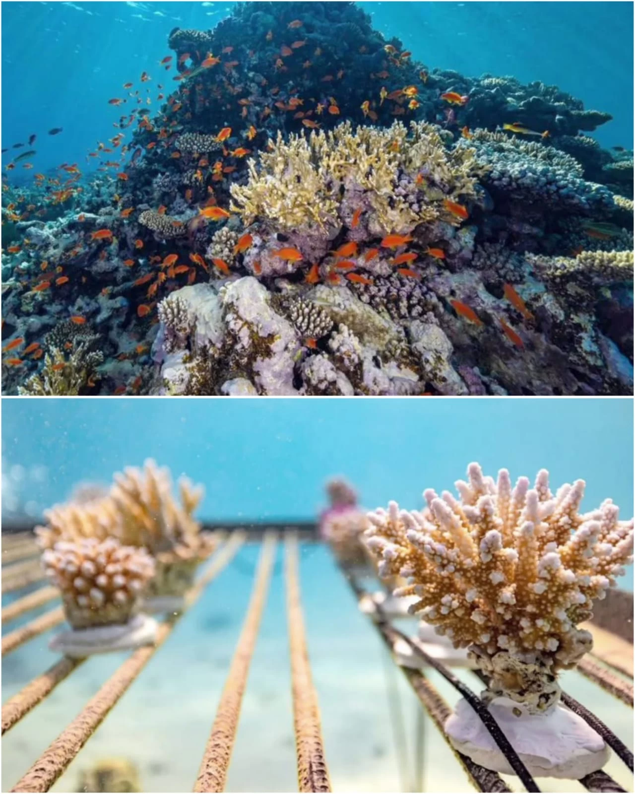 كاوست ونيوم تكشفان عن أكبر مشروع لإحياء الشعاب المرجانية في العالم