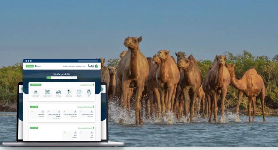 "البيئة": 30 يومًا تفصل أصحاب الإبل عن انتهاء المهلة المجانية لترقيم إبلهم