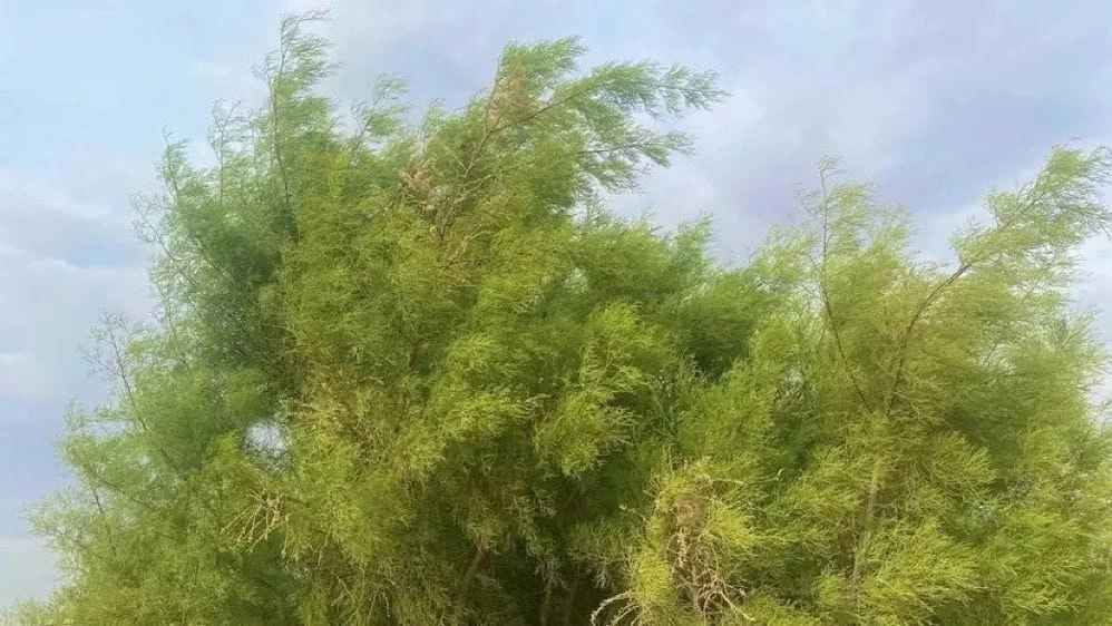 شجرة الطرفاء تعود للنمو في براري الحدود الشمالية