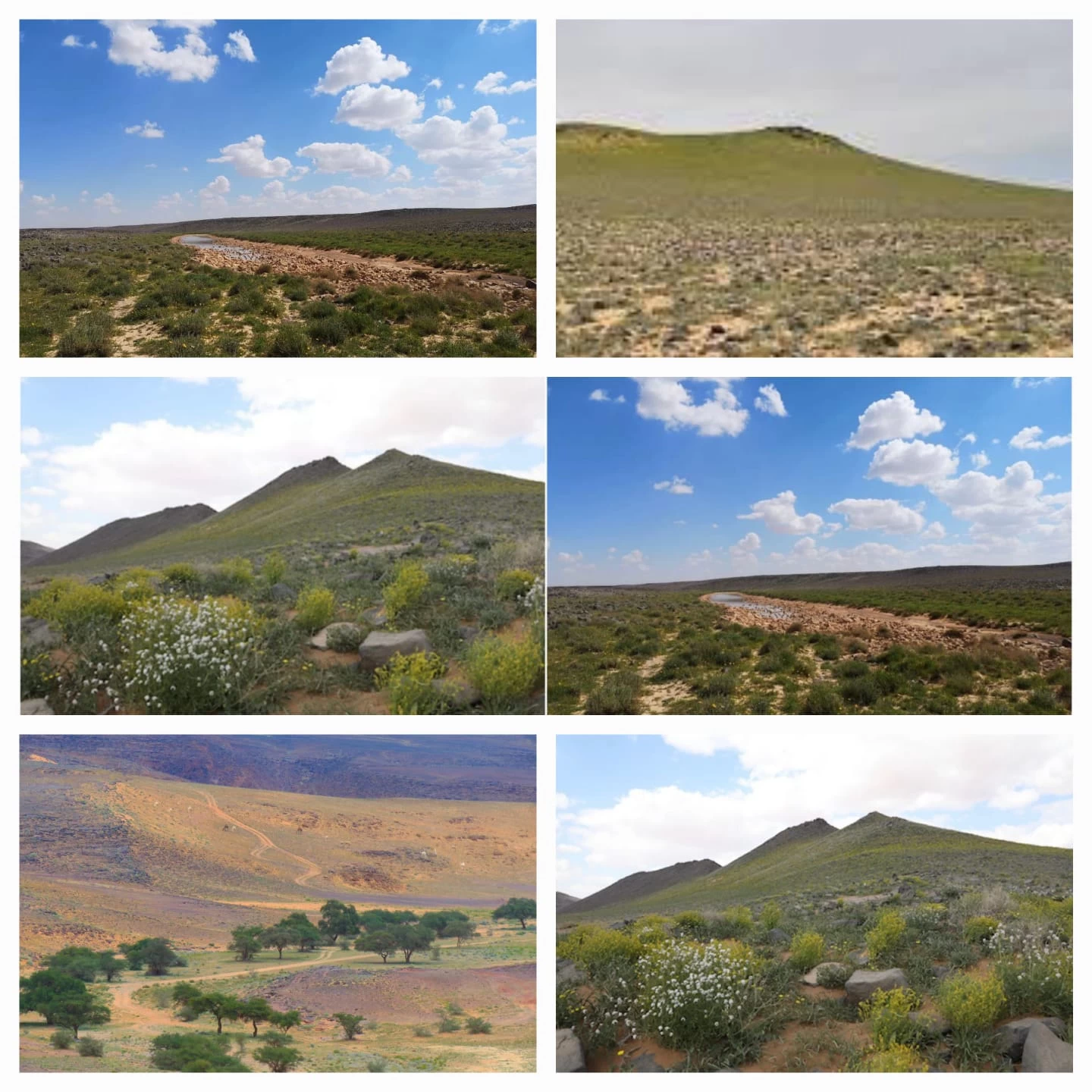 بيئةٌ خصبة وتنوّعٌ نباتي واسع تحتضنه أراضي محمية الملك سلمان الملكية