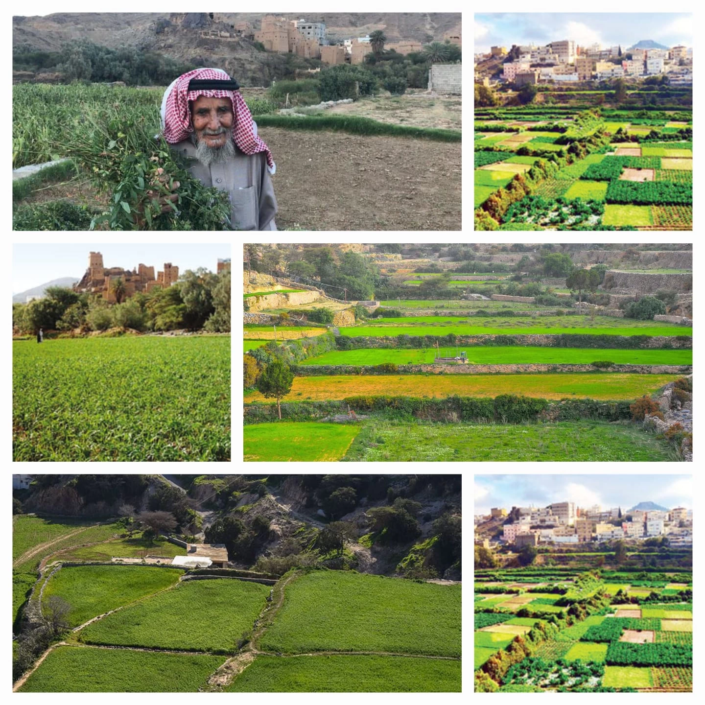 الأمطار تعيد الحياة إلى مزارع وبساتين عسير