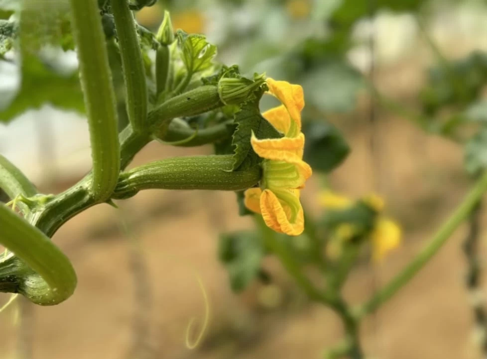 محاصيل زراعية متنوعة تنتجها مزارع نجران 