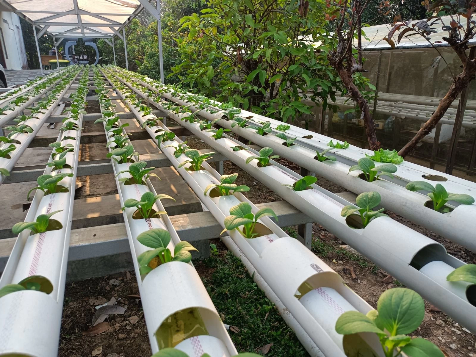 "البيئة": 54 بحثًا في الأبحاث التطبيقية الزراعية لتعزيز الابتكار وتنمية المجتمعات الريفية