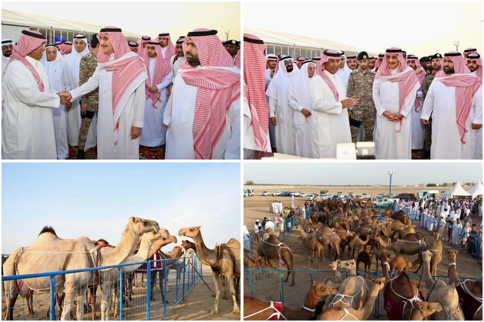 أمير جازان يلتقي عدداً من ملاك الإبل من مختلف المناطق ويطّلع على الجهود المبذولة للتعريف بالإبل