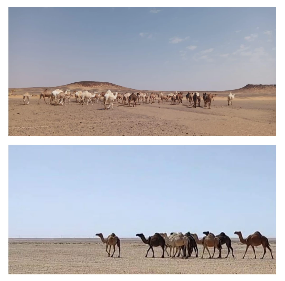 هيئة تطوير محمية الملك سلمان بن عبدالعزيز الملكية تخرج الإبل السائبة من منطقة الخنفة