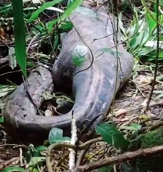 ثعبان بطول 5 أمتار يبتلع امرأة في إندونيسيا