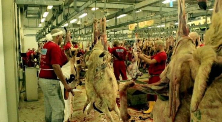 ‏280 ألف رأس من الأضاحي تم شراؤها خلال الـ24 ساعة الأولى