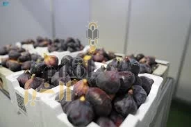 مهرجان خيرات الجوف الرابع ينطلق غدًا