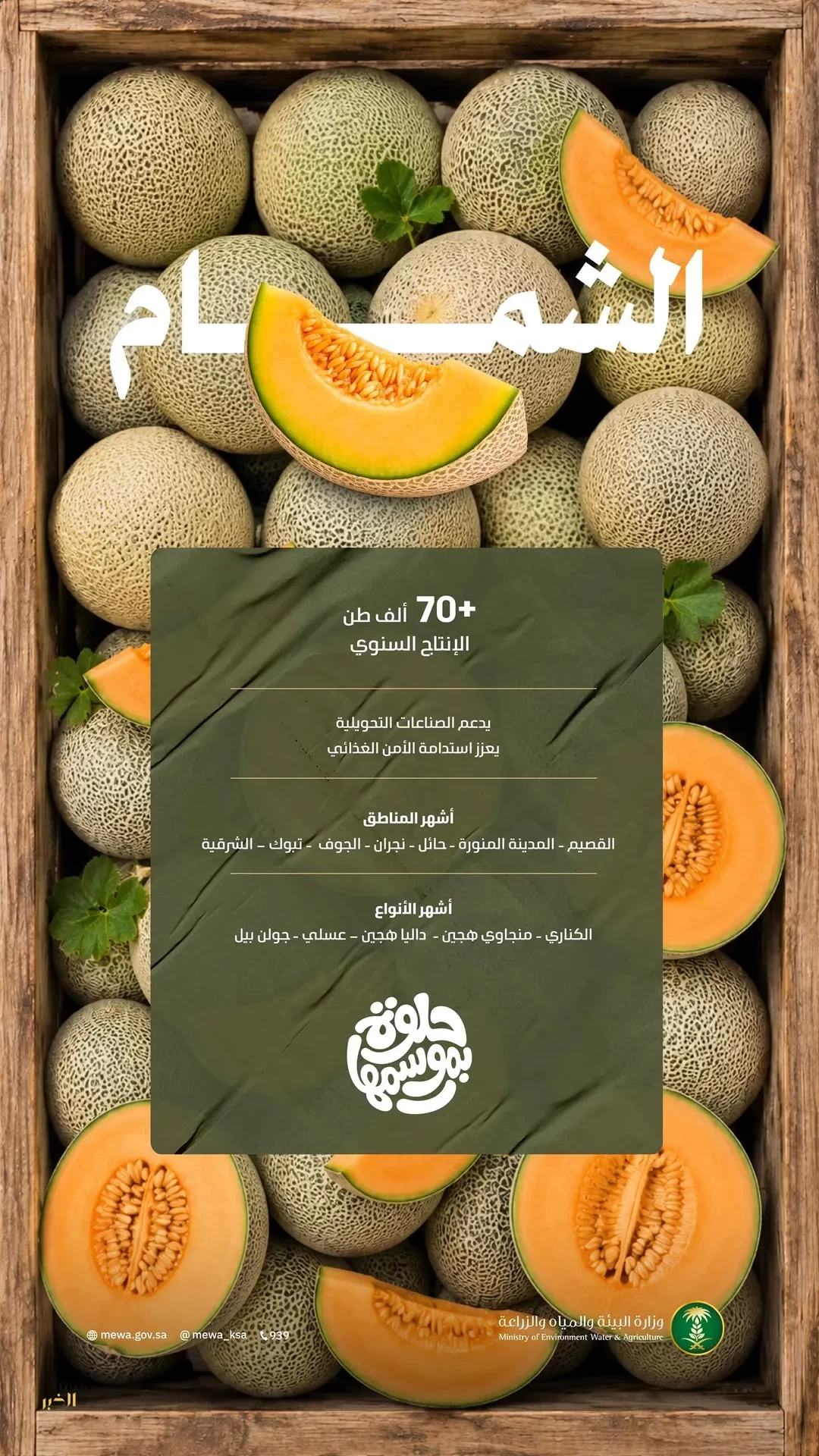 الشمام المنتج محليًا يغذي أسواق المملكة بأجود الأصناف