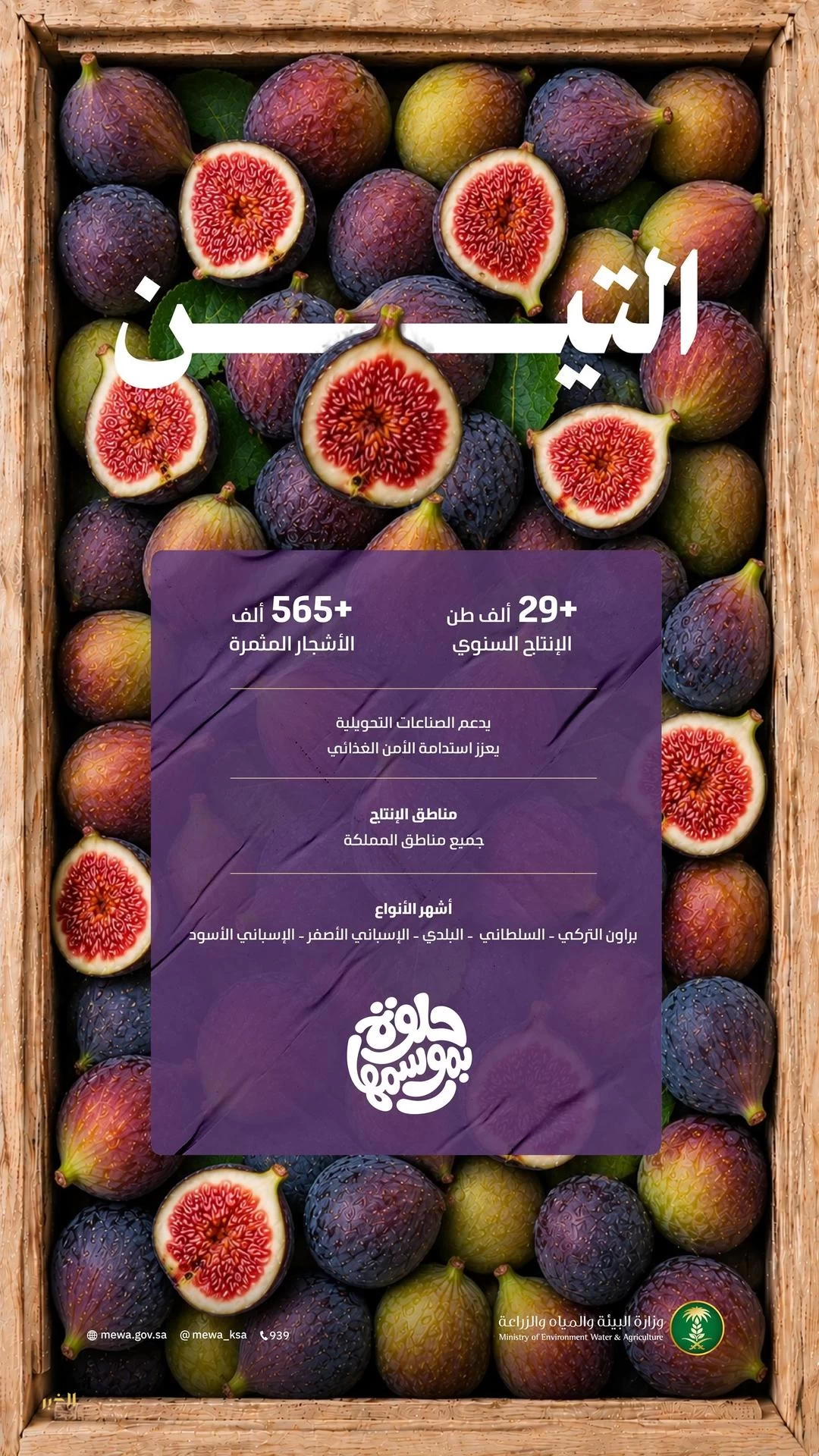 التين يُحلّي موسم الصيف ويُنعش الأسواق بإنتاج نحو 30 ألف طن من أجود الأصناف المحلية