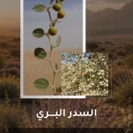"السدر البري" يعزز التنوع البيئي في محمية الملك سلمان بن عبدالعزيز الملكية