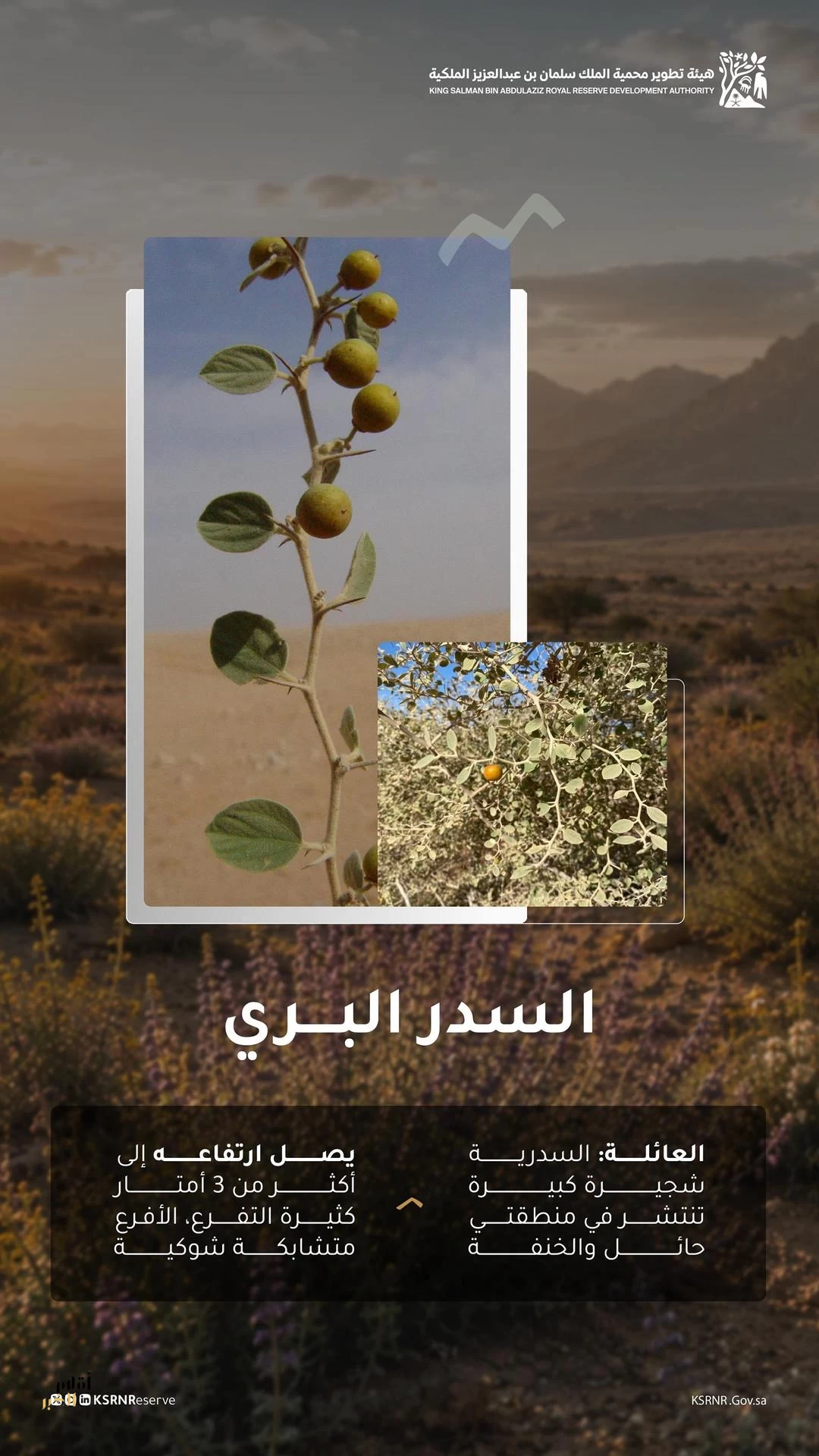 "السدر البري" يعزز التنوع البيئي في محمية الملك سلمان بن عبدالعزيز الملكية