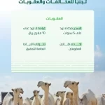 "البيئة" تحث المشاركين في مهرجانات الإبل على الالتزام بأنظمة الرفق بالحيوان تجنبًا للمخالفات والعقوبات