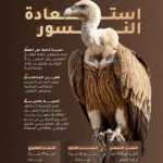 محمية الملك سلمان بن عبدالعزيز الملكية تسجل نجاحات استثنائية في استعادة النسور