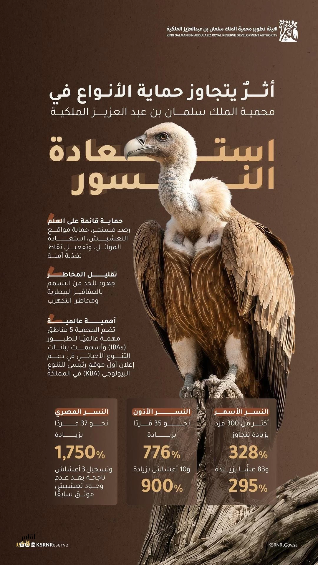 محمية الملك سلمان بن عبدالعزيز الملكية تسجل نجاحات استثنائية في استعادة النسور
