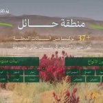 البرنامج الوطني للتشجير: الطلح والقيصوم والعوسج والسوسن البري أكثر النباتات المحلية انتشارًا في حائل