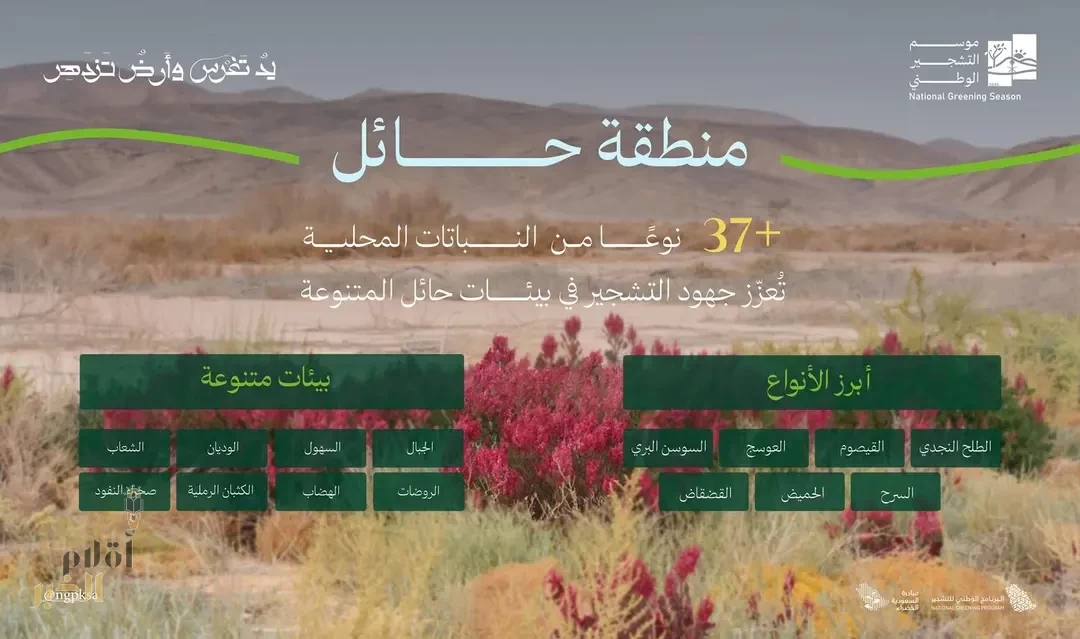 البرنامج الوطني للتشجير: الطلح والقيصوم والعوسج والسوسن البري أكثر النباتات المحلية انتشارًا في حائل