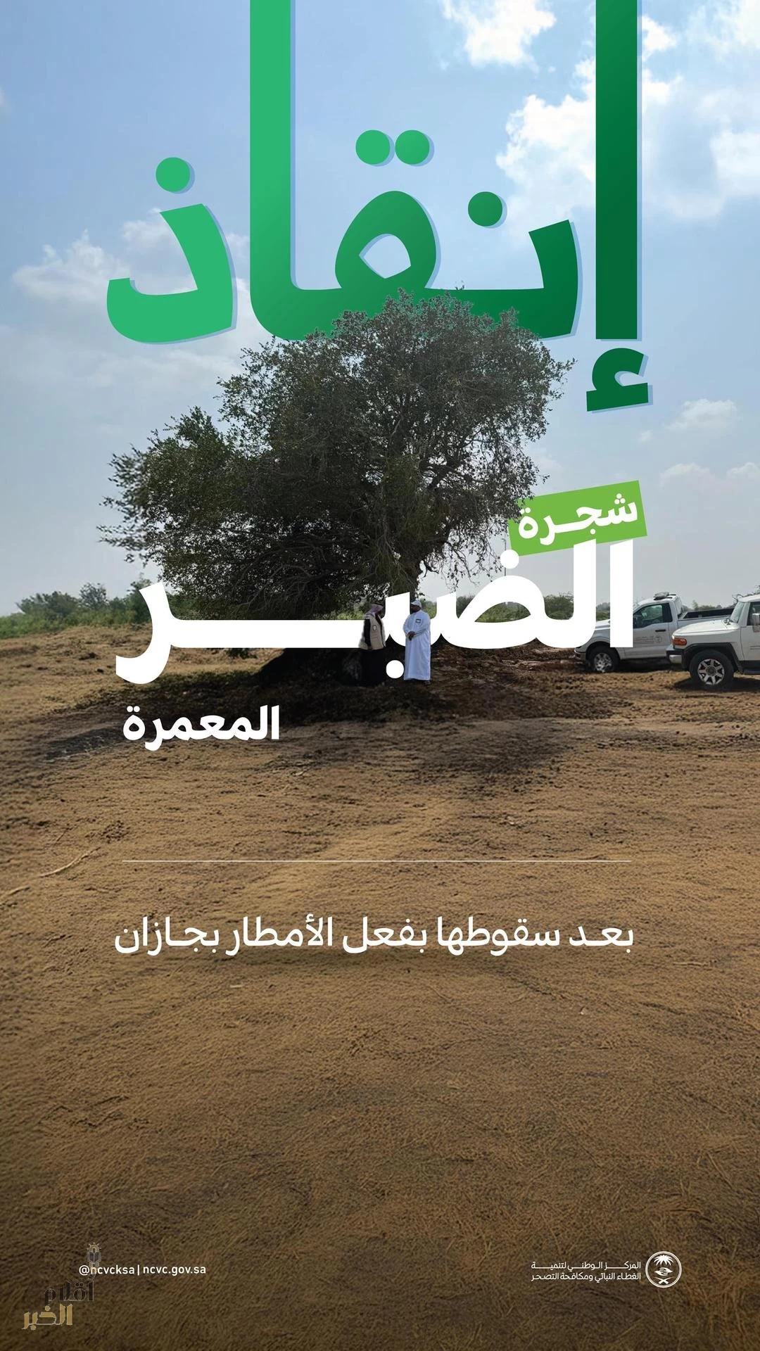 "مركز الغطاء النباتي" يُنقِّذ شجرة "ضبر" معمرة بجازان