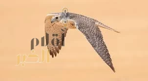 نخبة سلالات الصقور تحلّق في سماء الرياض..5 أغسطس