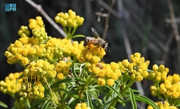جهود حكومية لتعزيز تربية النحل وإنتاج العسل في عسير