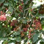 محصول البن في عسير يتجاوز 82 ألف كيلو ويتوسع زراعيًا