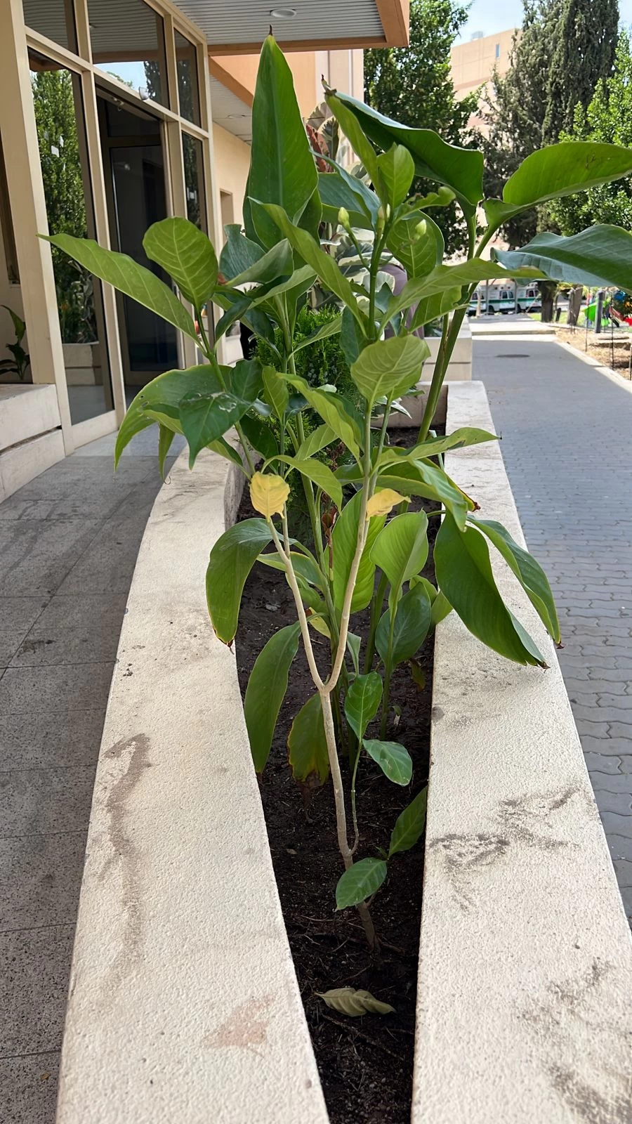 جمعيّة الطائف الخضراء تُنفِّذ مشروع التشجير في ساحات مستشفى الأمير منصور العسكري بالطائف 