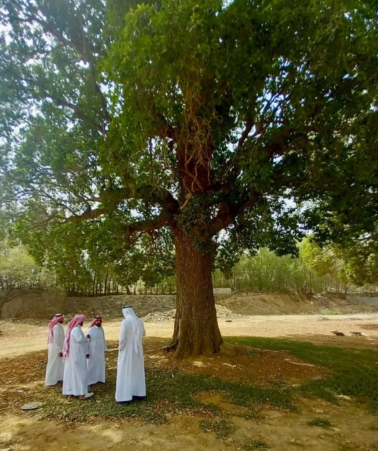 بيئة عسير تبحث أسباب تدهور أشجار اللبخ العملاق بالمنطقة٠