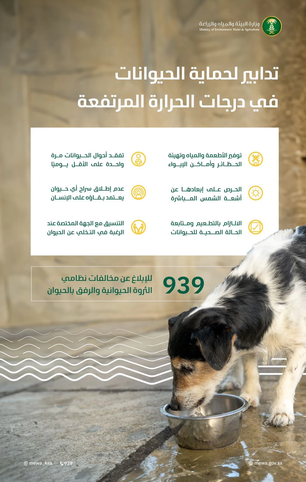 "البيئة" تدعو الملاك إلى اتخاذ التدابير الخاصة بحماية الحيوانات في درجات الحرارة المرتفعة